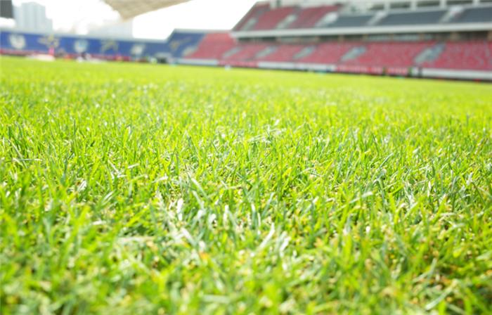 春来换新裳渭南市体育中心足球场完成新草坪铺设进入养护期
