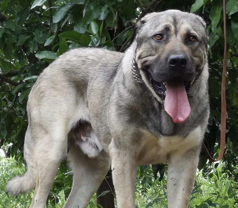 比藏獒还凶猛的犬是哪些,这几种狗狗外表威猛内心却很怂