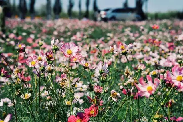 她的美是你无法企及的,她的美是不可方物的美