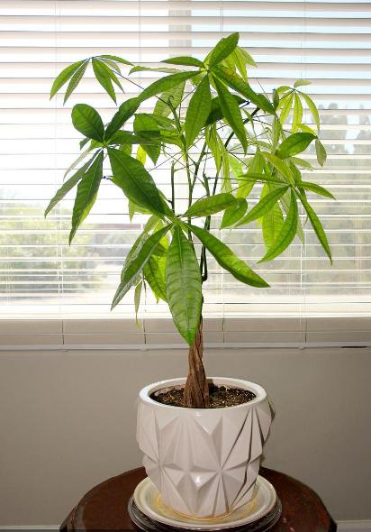 过年好看的年宵花,传统年宵花有哪些