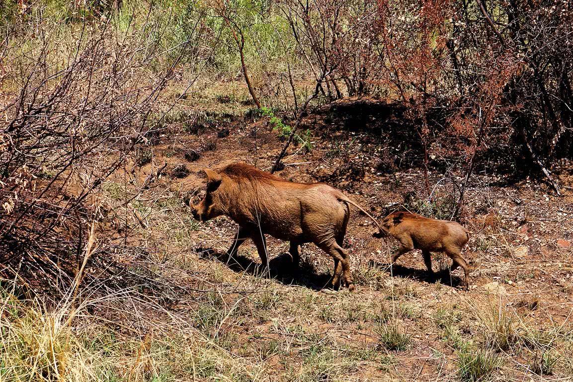 我国野猪泛滥,无虎豹下,野猪称雄,允许猎杀为何不许吃肉?