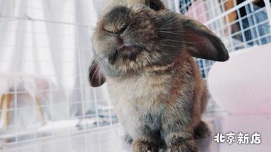 北京有没有撸猫的地方,福州撸兔兔的店