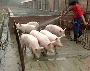 养好母猪的四大秘方,母猪用什么中药调理最好