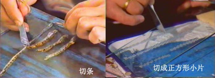 珍珠是如何养殖起来的呢,珍珠的插核养殖的过程