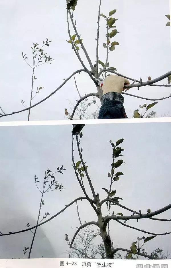 苹果树傻瓜式修剪技术详解,桃树傻瓜式修剪技术