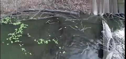 南美电鳗和亚马逊电鳗,亚马逊河发现一群电鳗