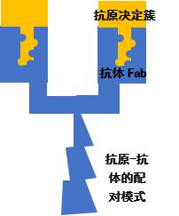 抗体怎么生成,抗体是怎么制作出来的