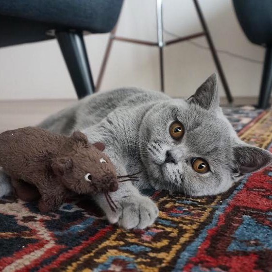 猫咪老是挠主人脚如何避免,猫无聊时的7种表现