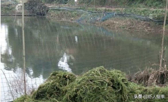 小龙虾遮蔽物设置,新手养小龙虾如何防止挂底