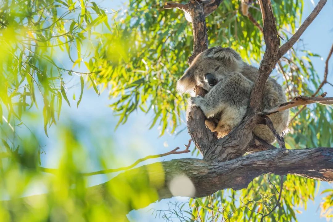 悉尼到阿德莱德自驾游,澳大利亚阿德莱德悉尼距离