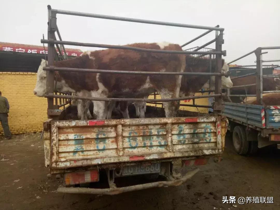 农村养牛和养羊哪个更适合年轻人,在农村养牛赚钱还是养羊赚钱