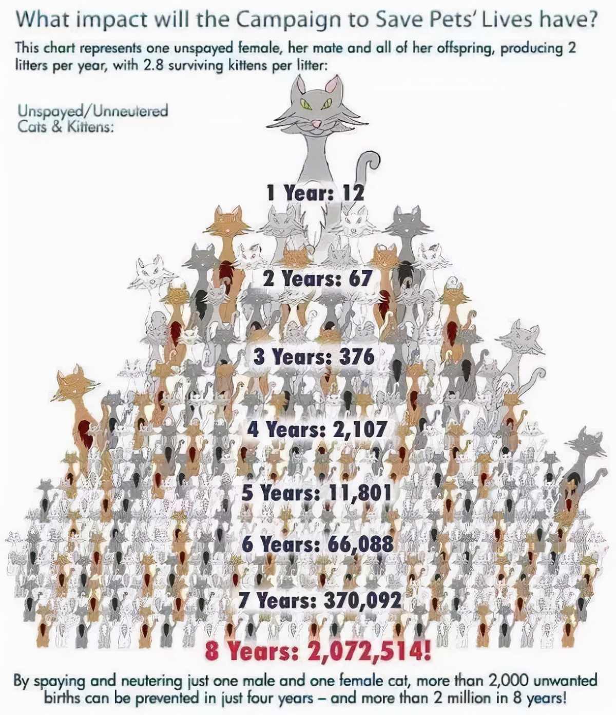 流浪猫的耳朵上为什么会缺了一角,流浪猫的耳朵上为什么会缺一角