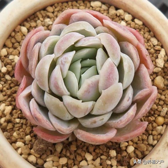 多肉冰玉怎么养才好,冰莓多肉是爆崽还是开花