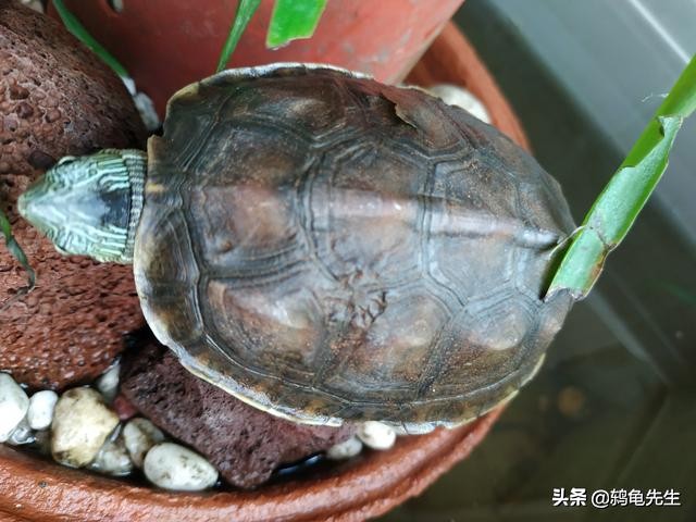 春天温差大乌龟能喂食吗,乌龟突然有20多度的温差怎么办