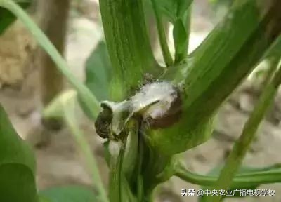 辣椒19种病害谱及防治方法,大棚辣椒种植病害防治方法