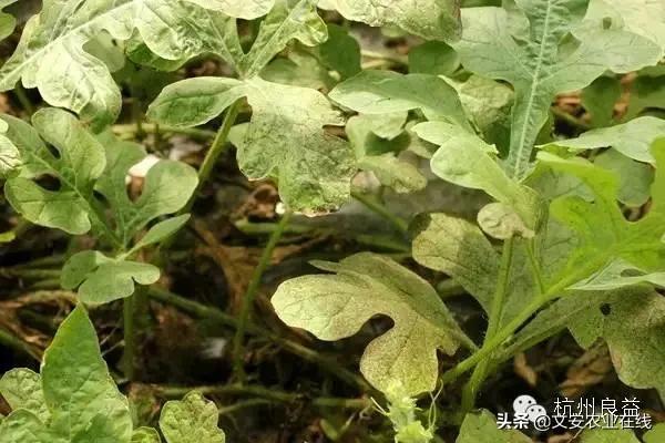 西瓜病虫害防治方法,盆栽西瓜怎么预防虫害