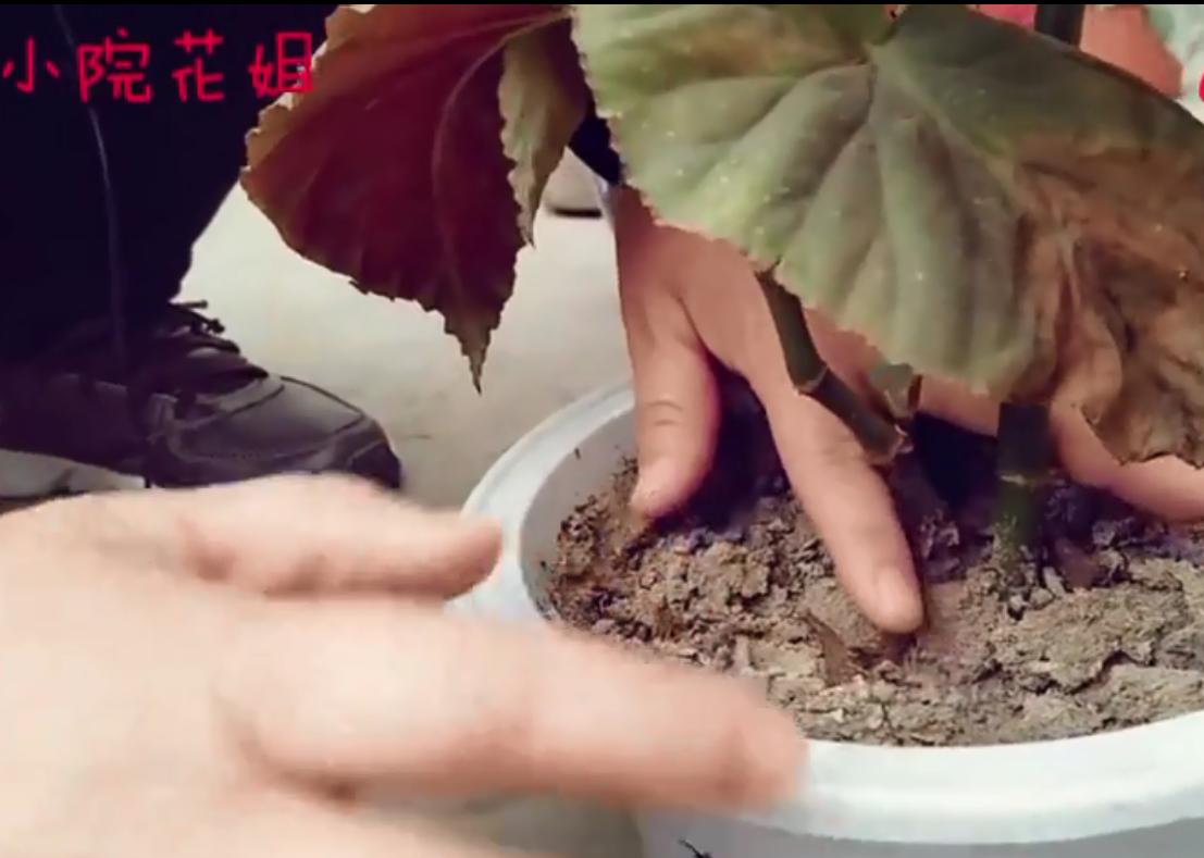 竹节海棠换盆工具,竹节海棠小盆换大盆