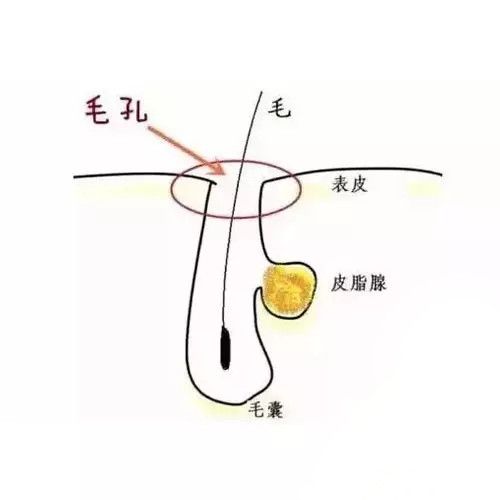 怎么收缩毛孔解决毛孔粗大小妙招,毛孔粗大怎么办教你几招收缩毛孔