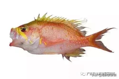 这5种淡水鱼值得多吃,中国最好吃的鱼类排行榜