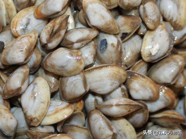 涓夌娴烽矞鍙粈涔堝悕,鎹炴眮灏忔捣椴滄捣鐡滃瓙