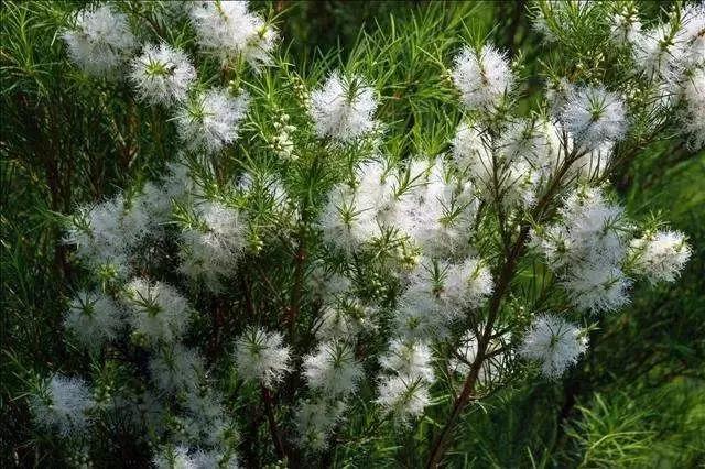 后疫情时代怎么增强免疫力,防疫情用什么精油