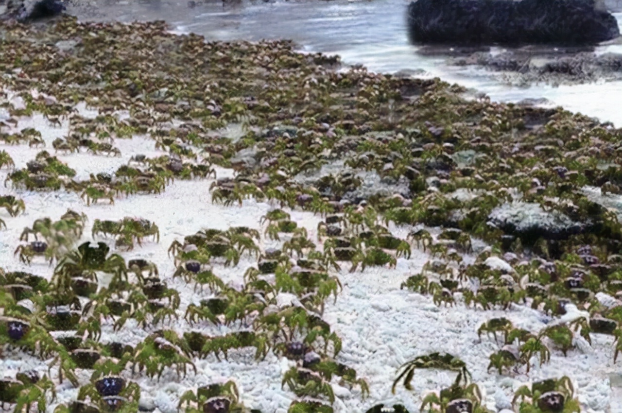 大闸蟹在外国泛滥成灾,大闸蟹在海外泛滥成灾