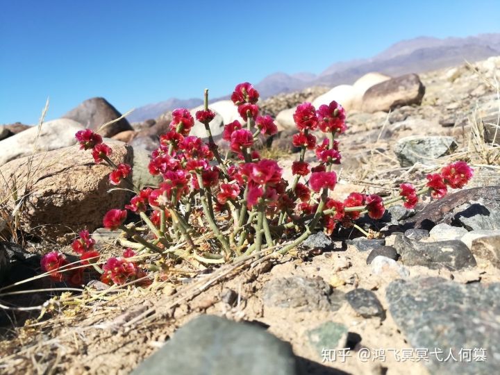 哈密戈壁之花图片,戈壁之花