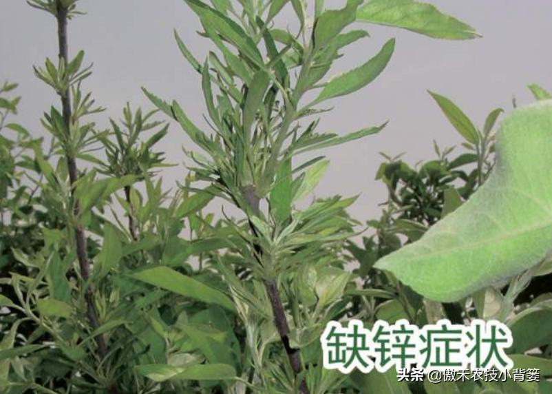 苹果缺铁病害怎么治,苹果缺锌病害