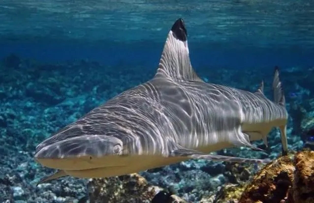 雌鲨鱼的繁殖方式,鲨鱼无性生殖