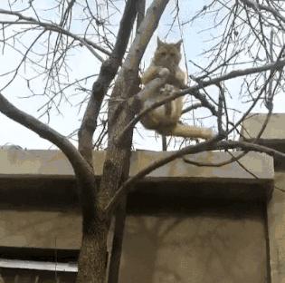 “液体”做的猫究竟可以拉多长？得知真相后，网友纷纷直言：变态