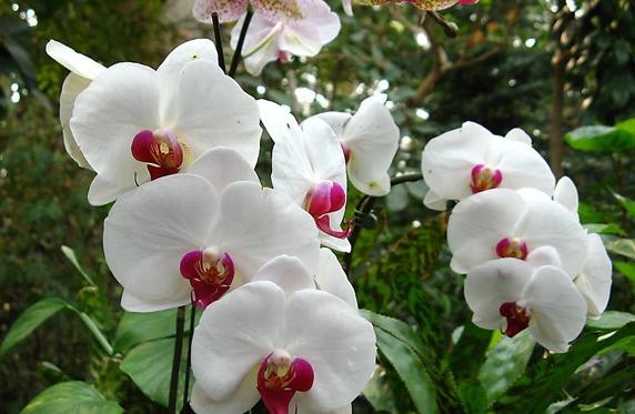 最好的兰花品种图片及名称大全,各种兰花品种详细介绍大全