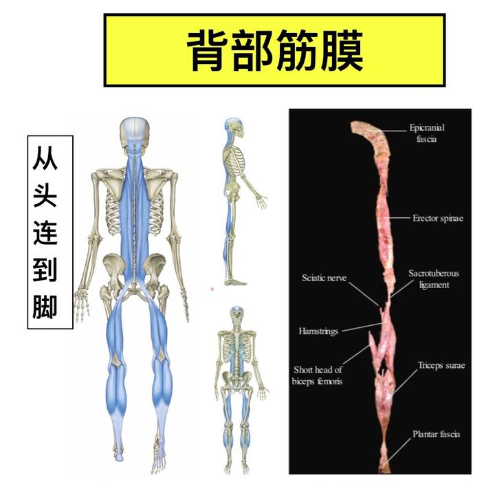 腰突的怎么拉伸大腿后侧,臀部拉伸和大腿后侧拉伸
