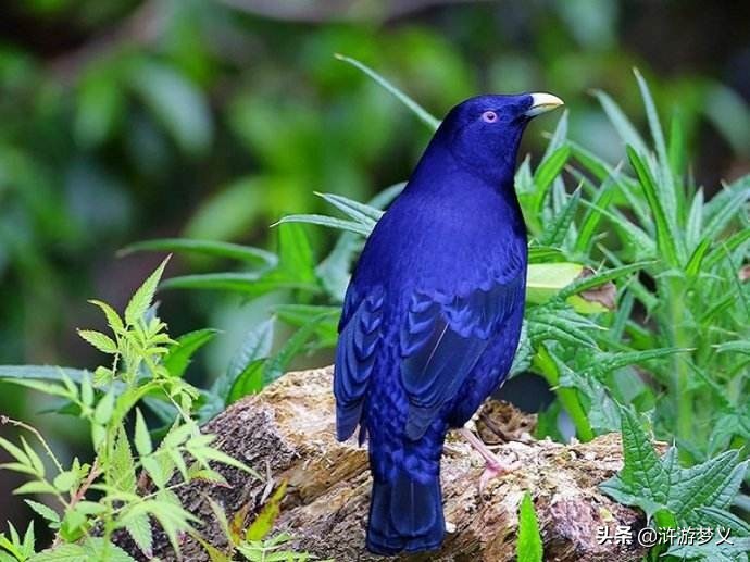 那些说不出名字的鸟,常见的纯黑色羽毛的鸟有哪些