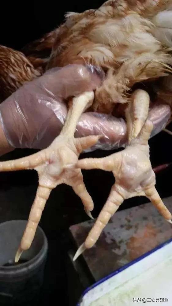 鸡瘫软无力怎么治疗,哪些病可以导致鸡瘫软站不起来