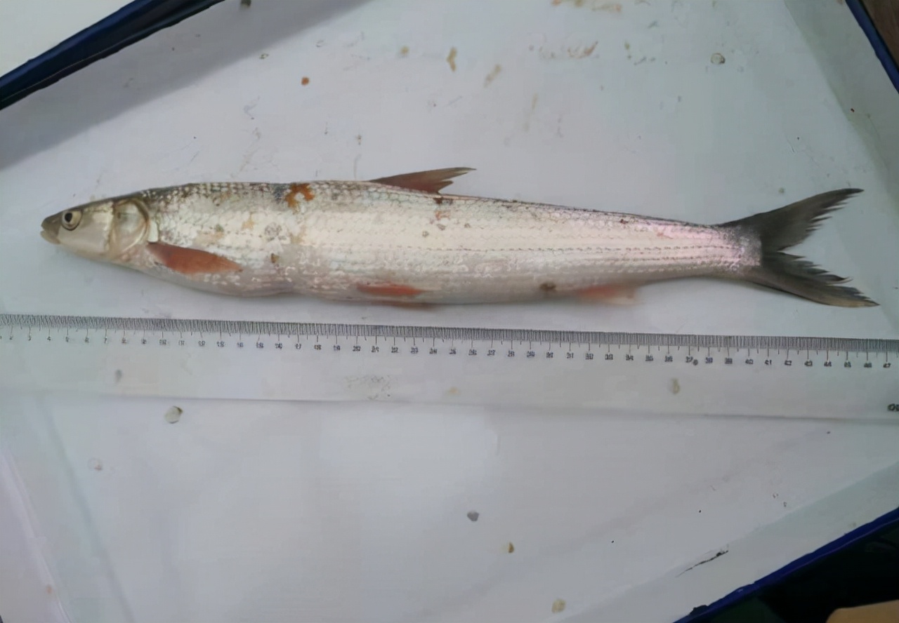 长江十年禁渔期过去了两年！江水中有何变化？再现三大罕见生物