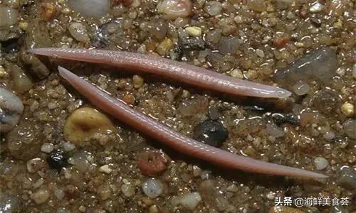 100种不同名字的海鲜,10种常见海鲜大全