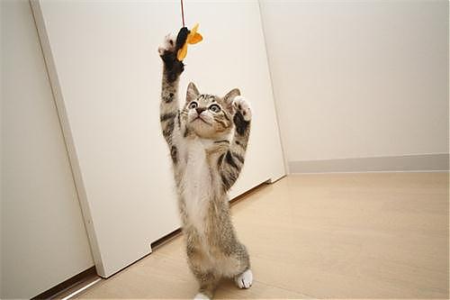 摸猫咪的时候猫咪咬人怎么纠正,怎么改正猫咪爱咬人手玩的习惯