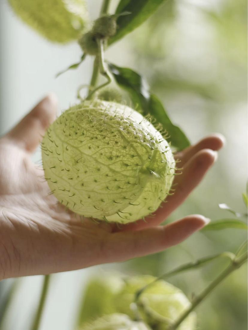 家里要有氛围感什么花比较好,家里高级的花