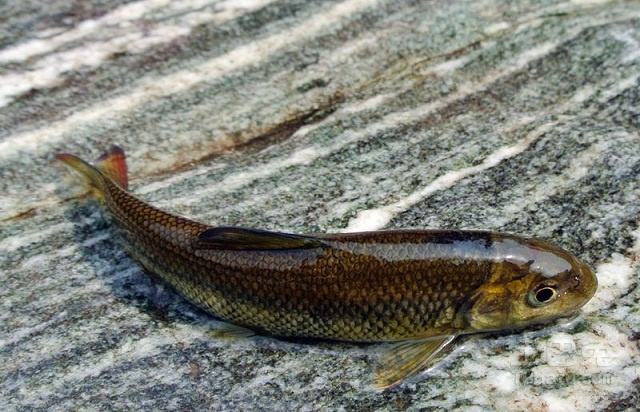 鮸鱼浑身是宝,赤鳞鱼有多厉害