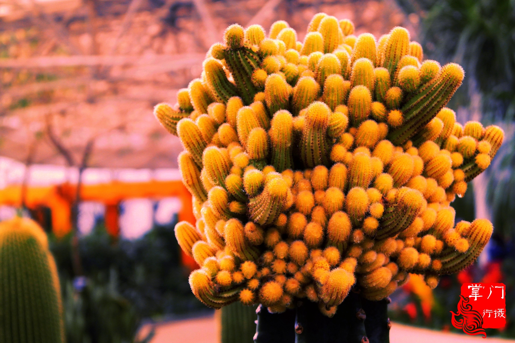 广州白云山游记一次身心愉悦之旅,广州白云山云台旅游