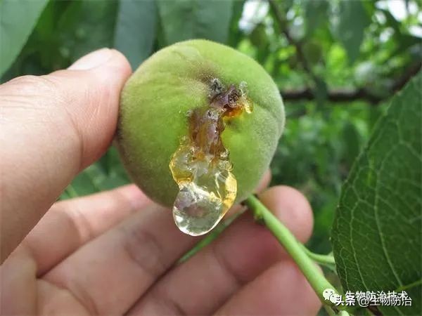 蛀干害虫是钻蛀害虫吗,果树枝干钻蛀害虫图片