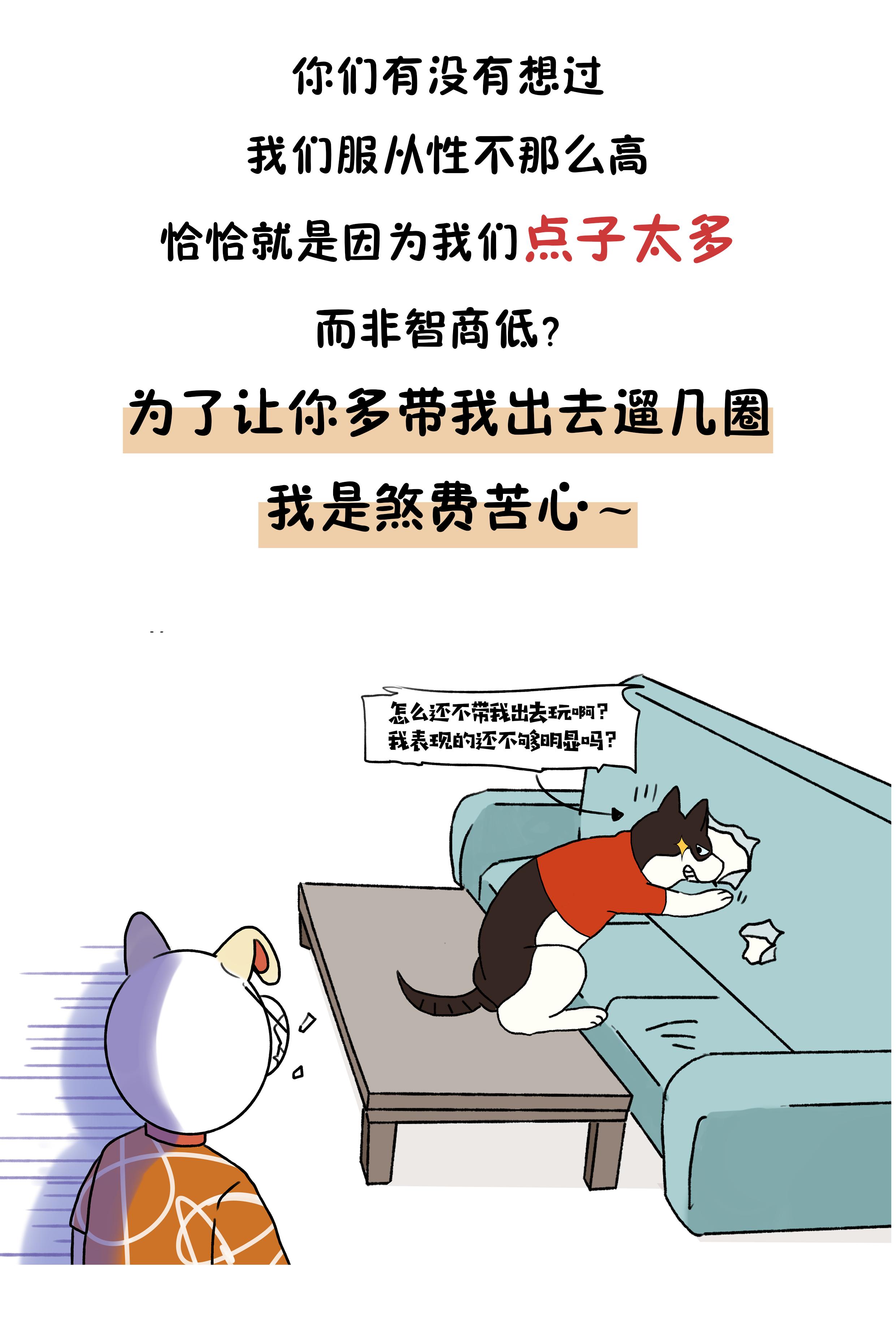作为狗界泥石流，哈士奇当真这么笨？辟谣：服从性不等于智商