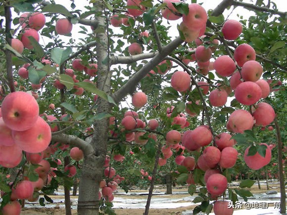 山东标志性美食图片,山东特色优质农产品目录