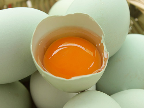 绿壳蛋为啥营养价值比普通鸡蛋高,麻羽鸡下的绿壳蛋营养价值