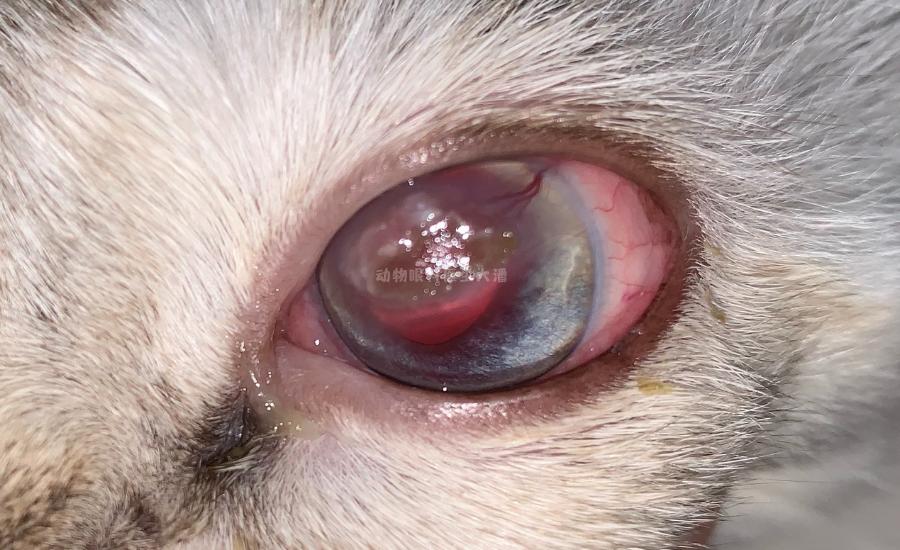 猫眼睛化脓红肿用什么眼药水,猫眼睛睁不开流眼泪还红肿