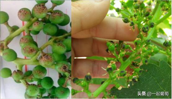 葡萄常见的虫害有哪些,葡萄虫害最佳防治方法