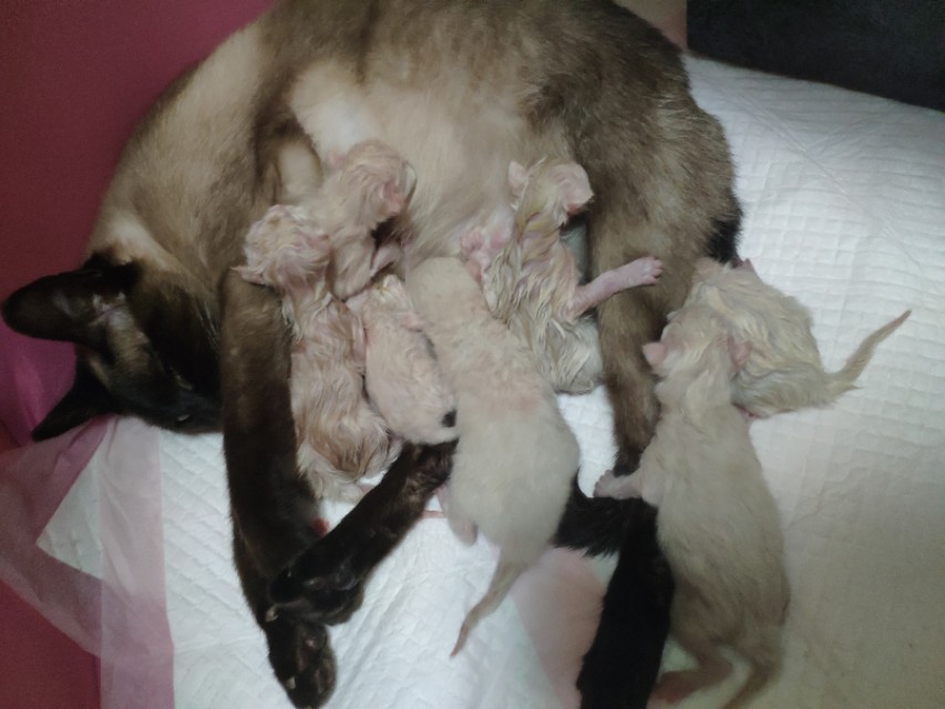 干货分享猫咪怀孕及生产护理攻略,写我第一次养猫的作文