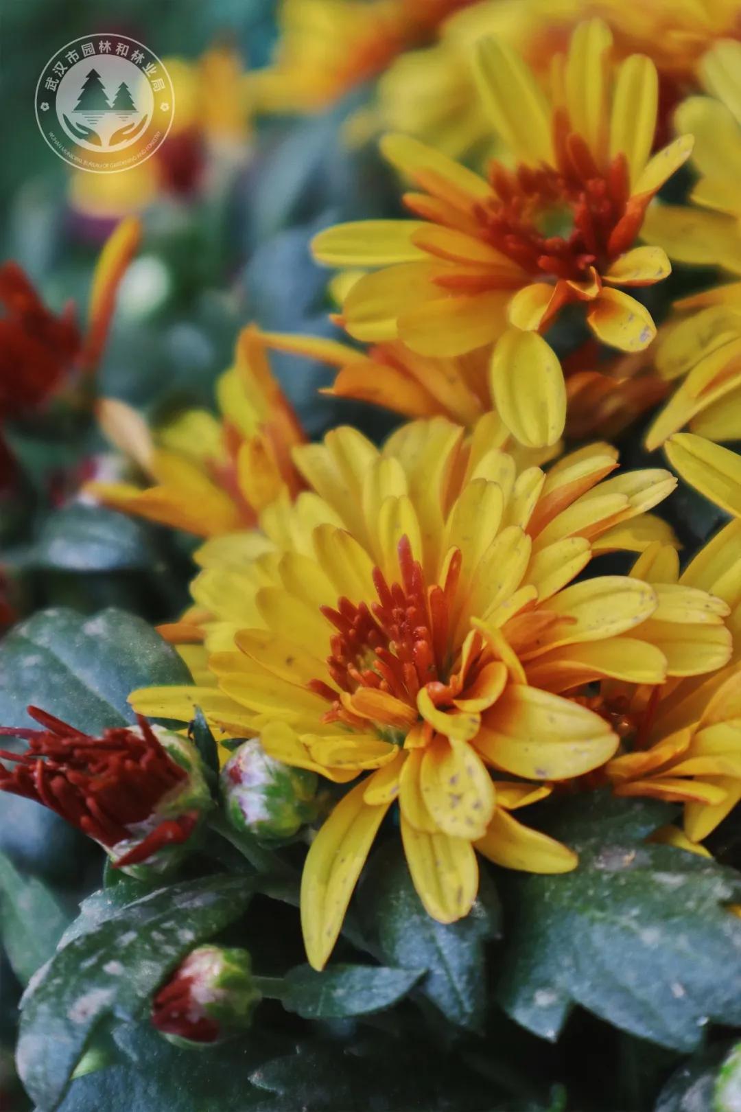 金秋时节菊展赏菊,趁着周末逛菊展