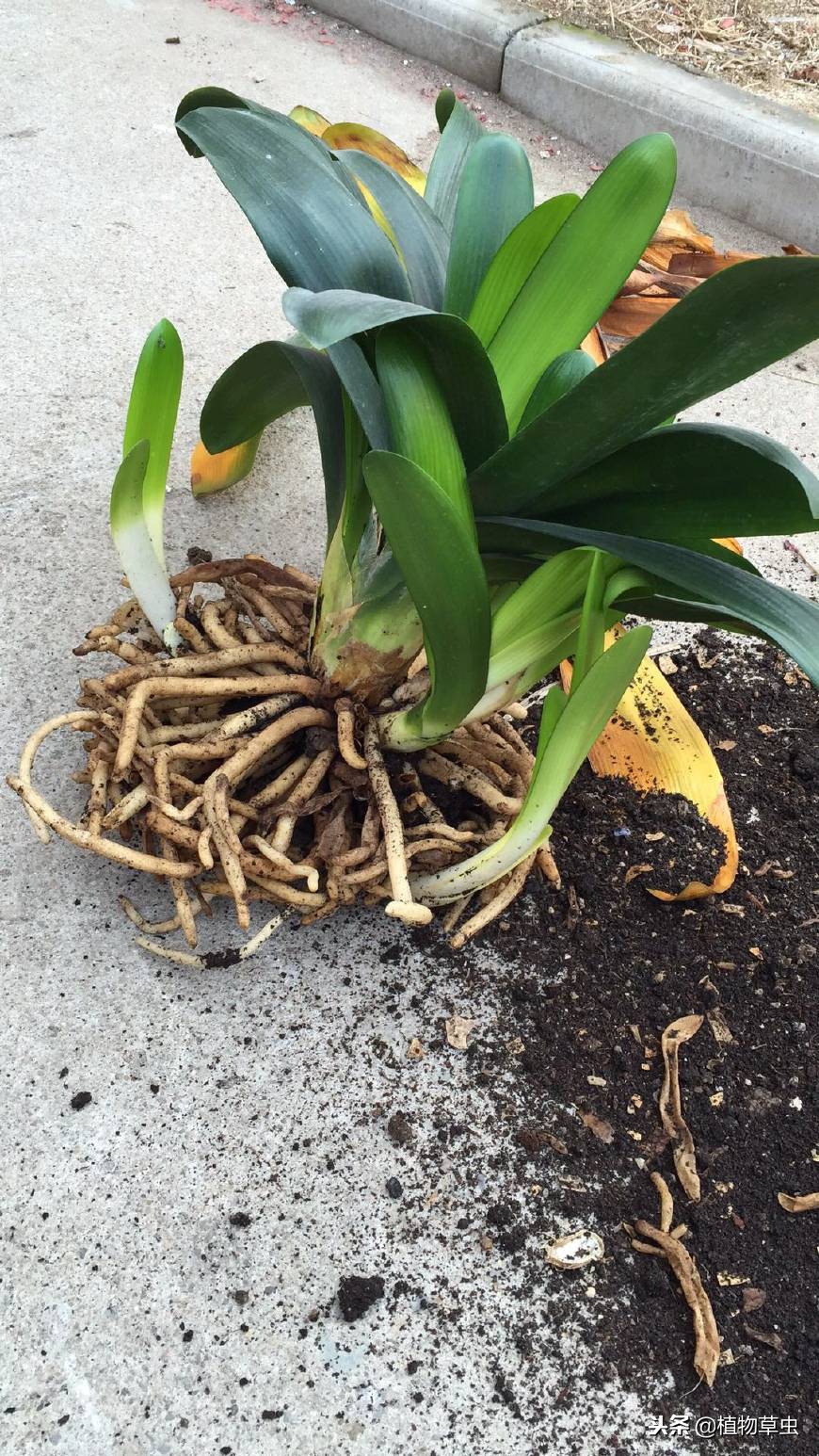 如何促进君子兰多分株,君子兰怎么分叶间苗