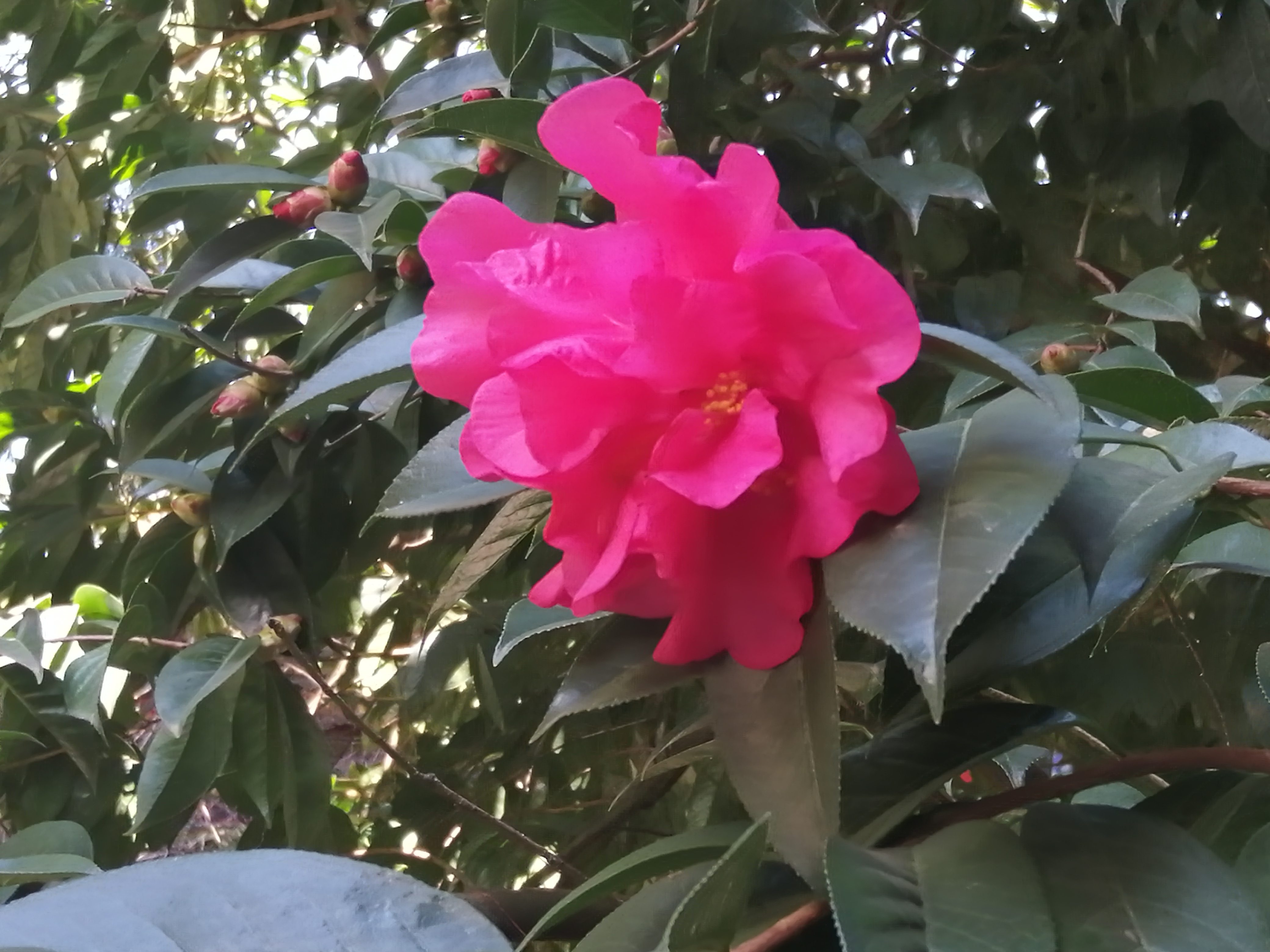 除了沐家，黑龙潭龙泉观里还有让大清总督无语的一件事、一个人